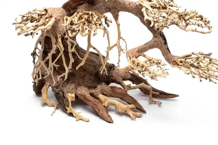 UNS Bonsai 021