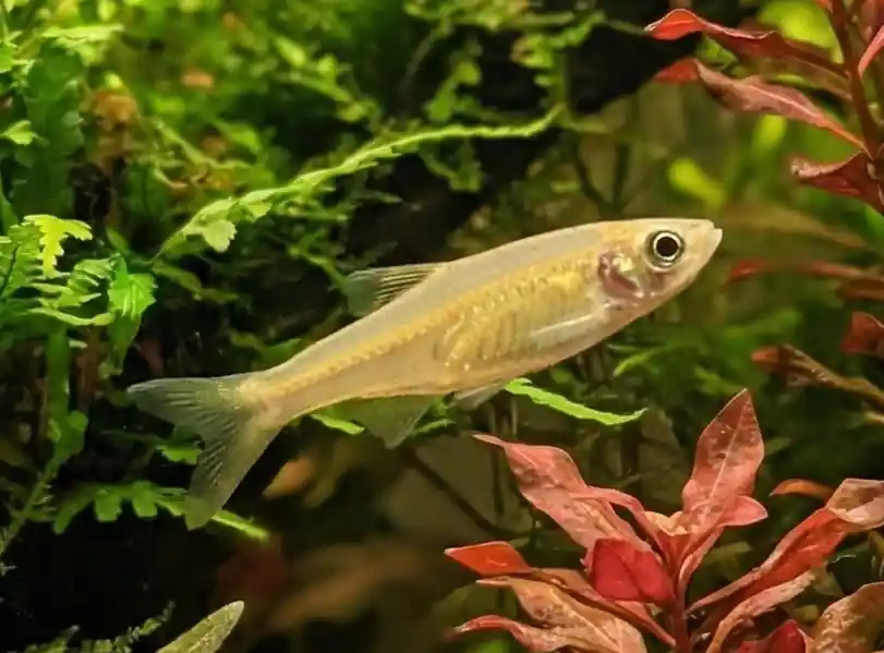 Golden Rasbora - Cuboid Nature Aquarium