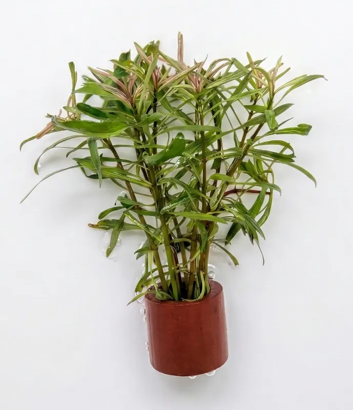 Ludwigia inclinata cuba white edge - Cuboid Nature Aquarium