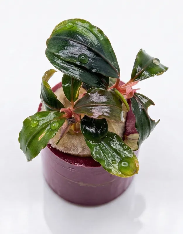 Bucephalandra pandora queen - WaterScape