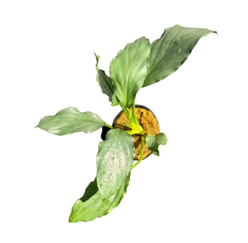 Homalomena silver - Cuboid Nature Aquarium