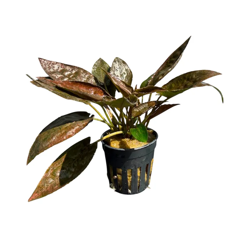 Lagenandra keralensis - Cuboid Nature Aquarium