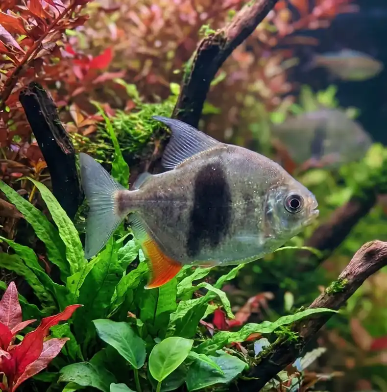 Blackberry Silver Dollar - Cuboid Nature Aquarium