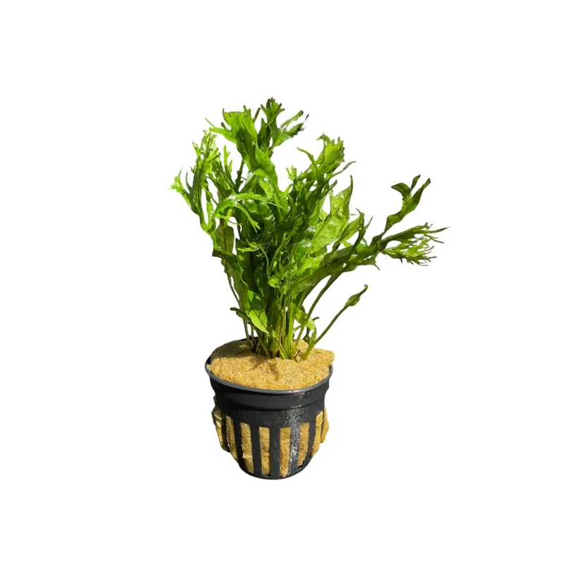 Java Fern Windelov - Cuboid Nature Aquarium