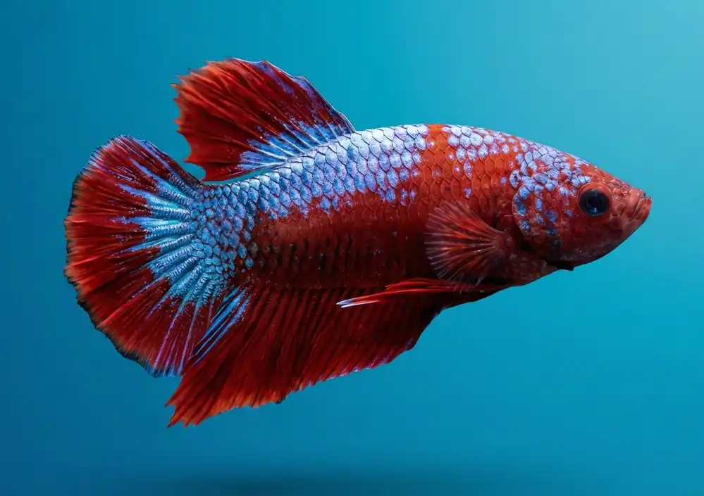 Giant Halfmoon Plakat Male Betta - Cuboid Nature Aquarium
