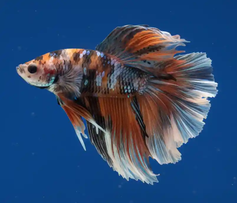 Koi DoubleTail Halfmoon Male Betta - Cuboid Nature Aquarium