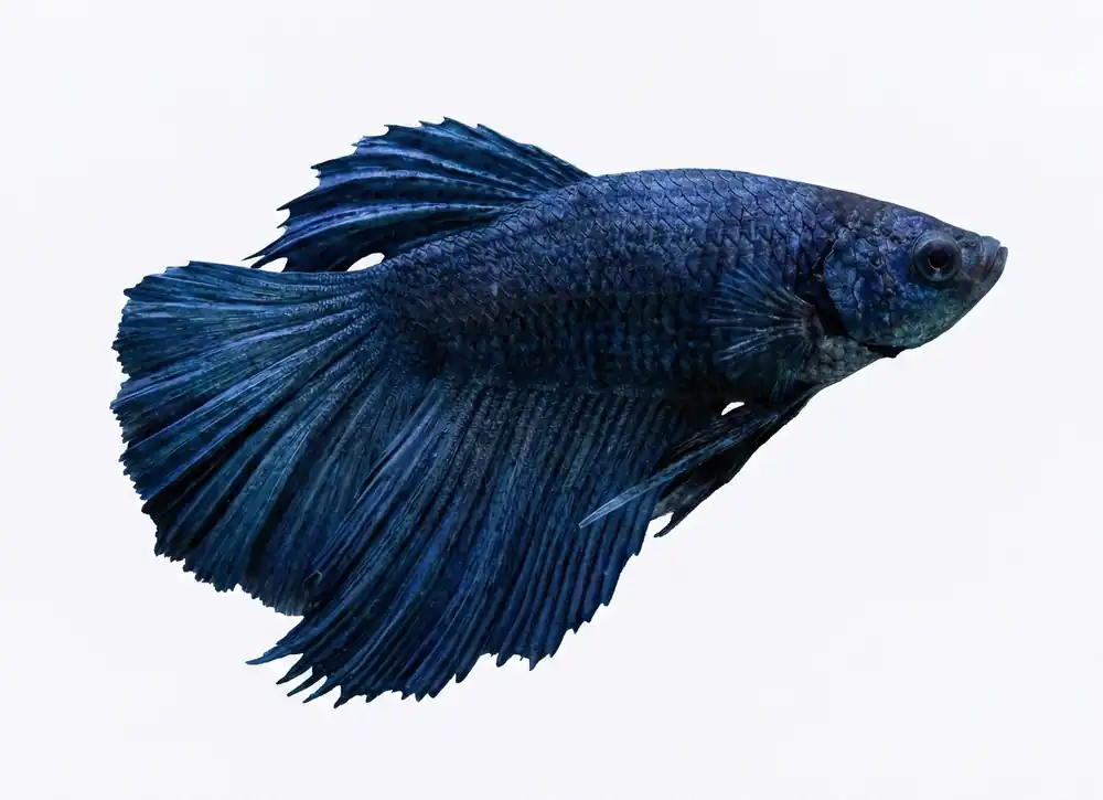 Steel Blue Halfmoon Male Betta - Cuboid Nature Aquarium
