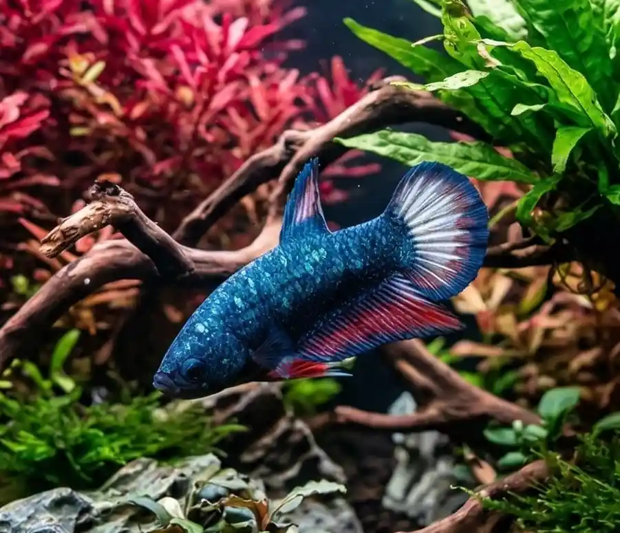 Giant Fancy Plakat Male Betta - Cuboid Nature Aquarium