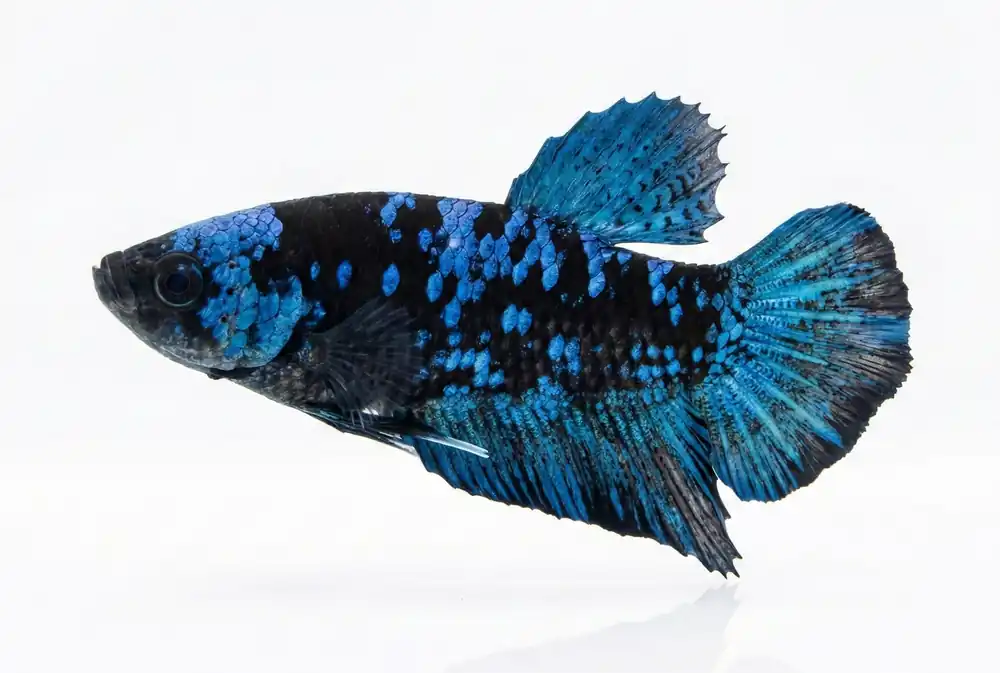 Avatar Galaxy Plakat Male Betta - Cuboid Nature Aquarium