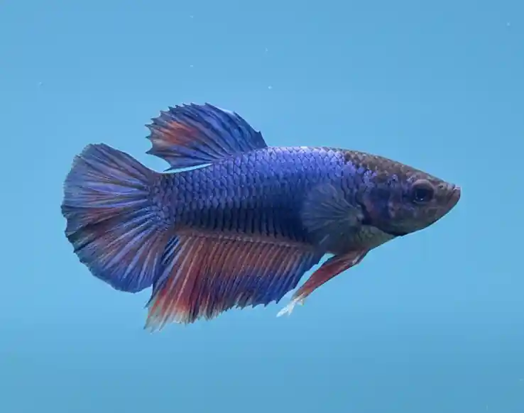 Blue Dragon Halfmoon Female Betta - Cuboid Nature Aquarium