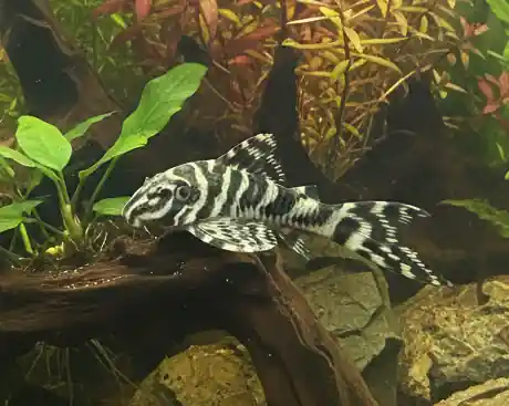 Queen Arabesque Pleco (L260) - Cuboid Nature Aquarium