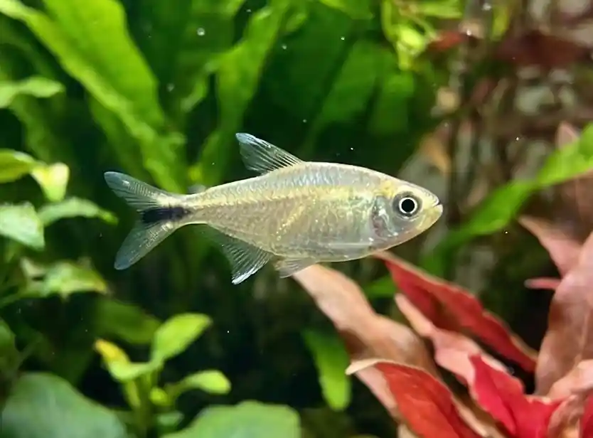 Colombian Gold Tetra - Cuboid Nature Aquarium
