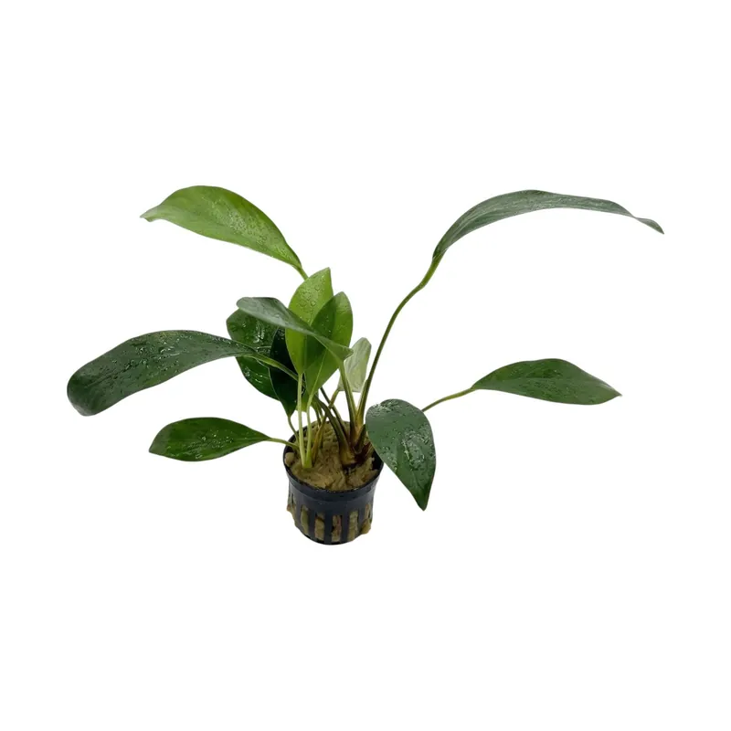 Anubias Congensis Broad - WaterScape