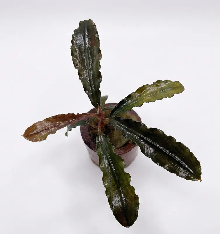 Bucephalandra kedagang brown long - Cuboid Nature Aquarium