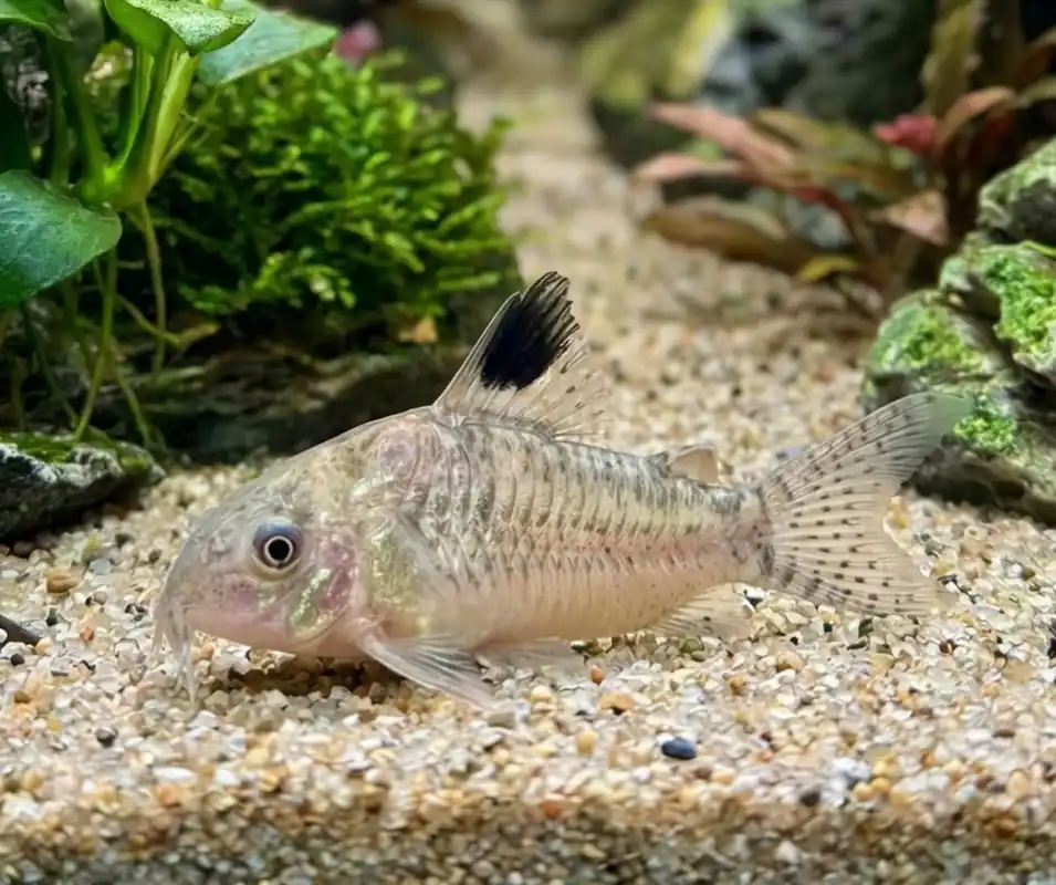 Reticulated Corydoras - Cuboid Nature Aquarium