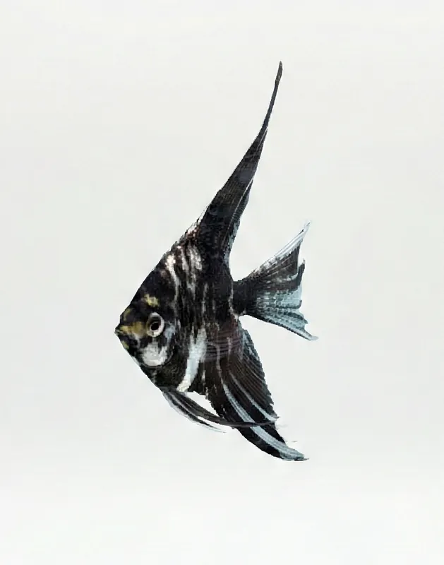 Black Veiltail Marble Angelfish - Cuboid Nature Aquarium