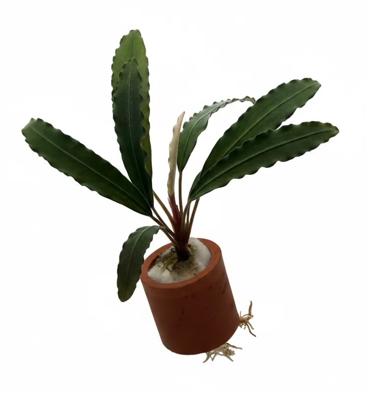 Bucephalandra Giant Velvet - Cuboid Nature Aquarium