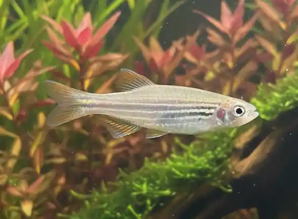 Orange Fin Danio - Cuboid Nature Aquarium