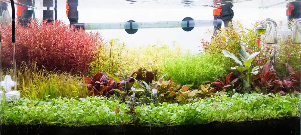 Aquascaping Workshop - Friday, March 20th, 2026