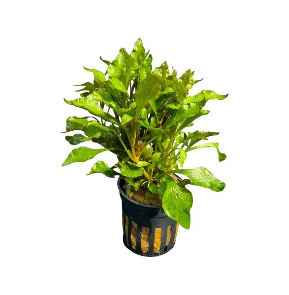 Alternanthera bettzickiana variegatus - Cuboid Nature Aquarium