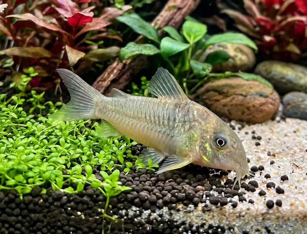 Luiza Corydoras CW083 - Cuboid Nature Aquarium