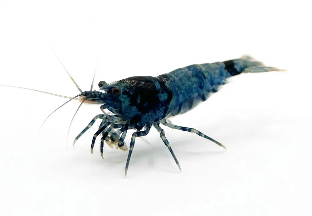 Shadow Mosura Caridina Shrimp - Cuboid Nature Aquarium