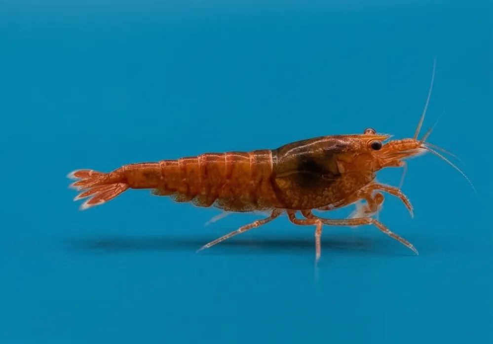 Extreme Red King Kong Caridina Shrimp - Cuboid Nature Aquarium