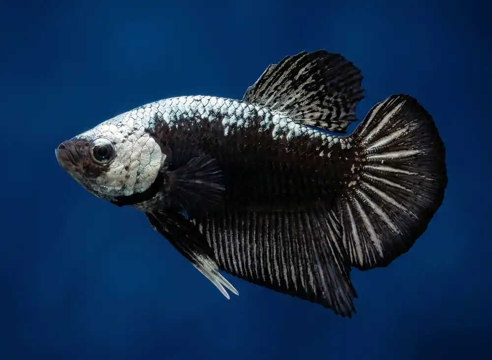 Samurai Mask Plakat Male Betta - Cuboid Nature Aquarium