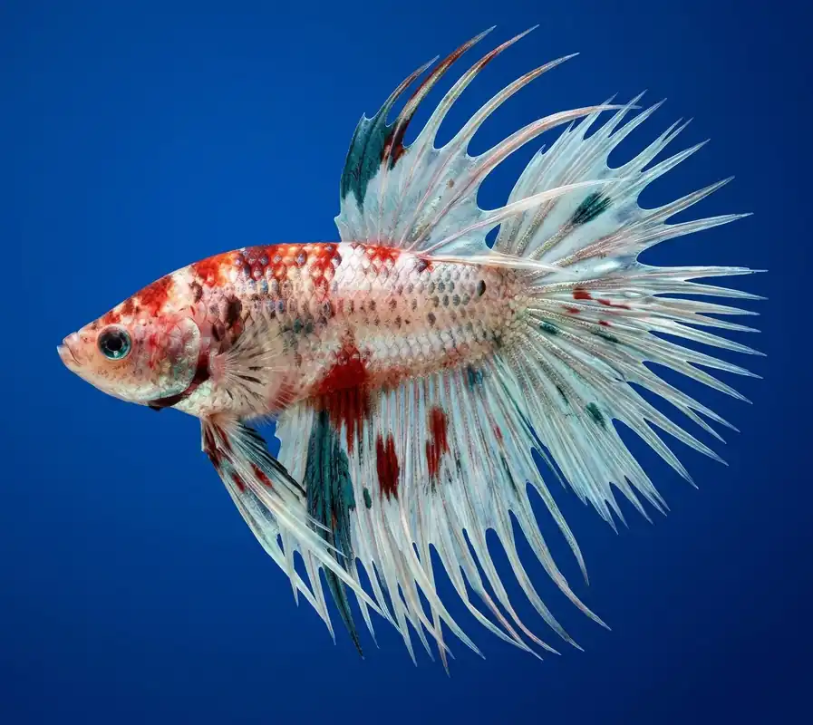 Koi Crowntail Male Betta - Cuboid Nature Aquarium