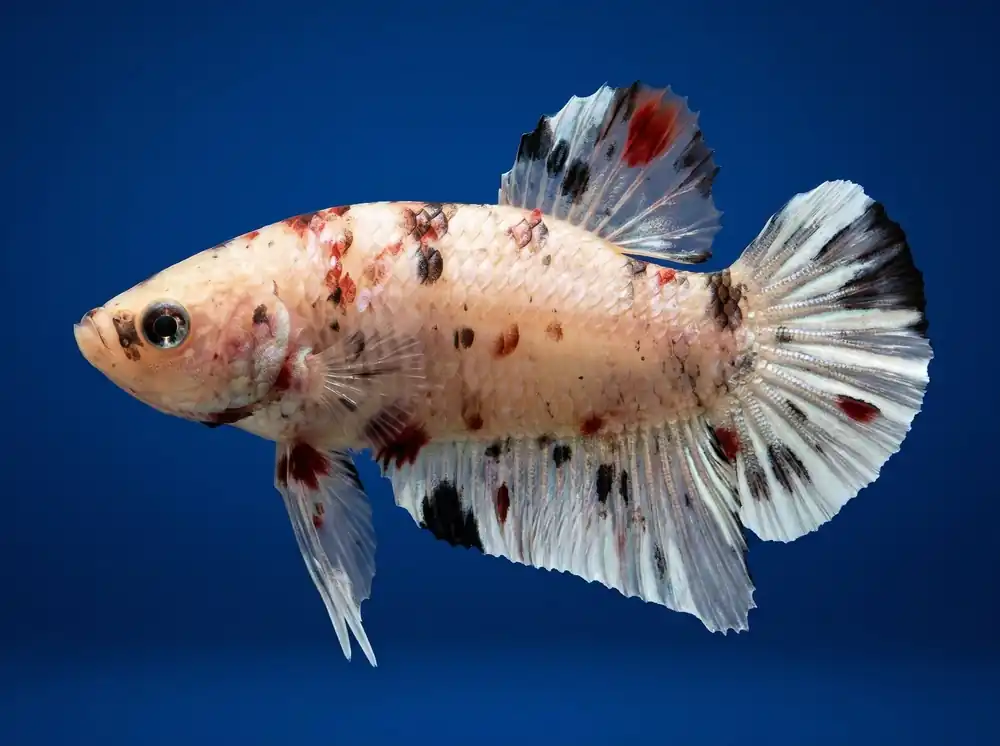 Calico Plakat Male Betta - Cuboid Nature Aquarium