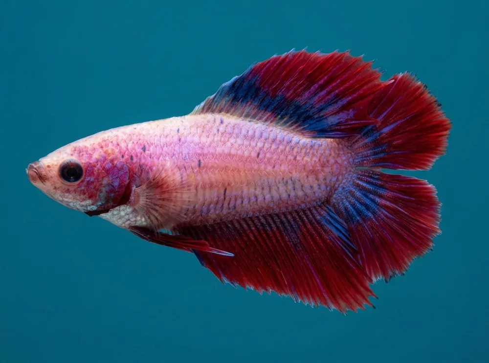 Doubletail Halfmoon Female Betta - Cuboid Nature Aquarium