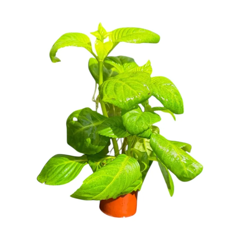 Limnophila rugosa - Cuboid Nature Aquarium