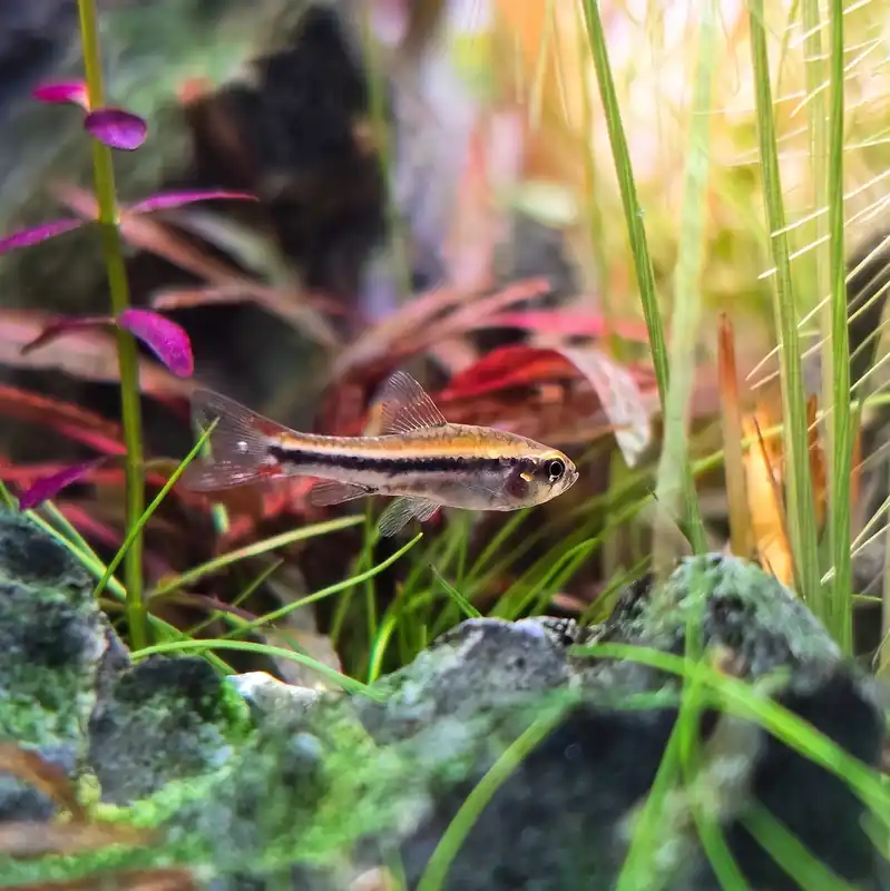 Black Darter Tetra - Cuboid Nature Aquarium
