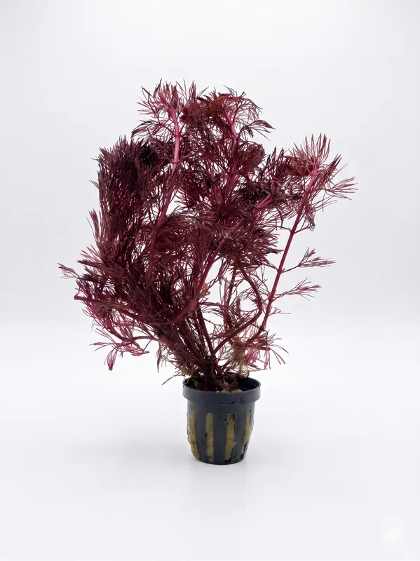 Red Cabomba Furcata - WaterScape
