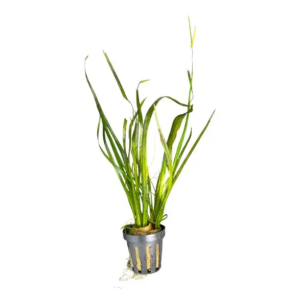 Vallisneria Italian Red - WaterScape