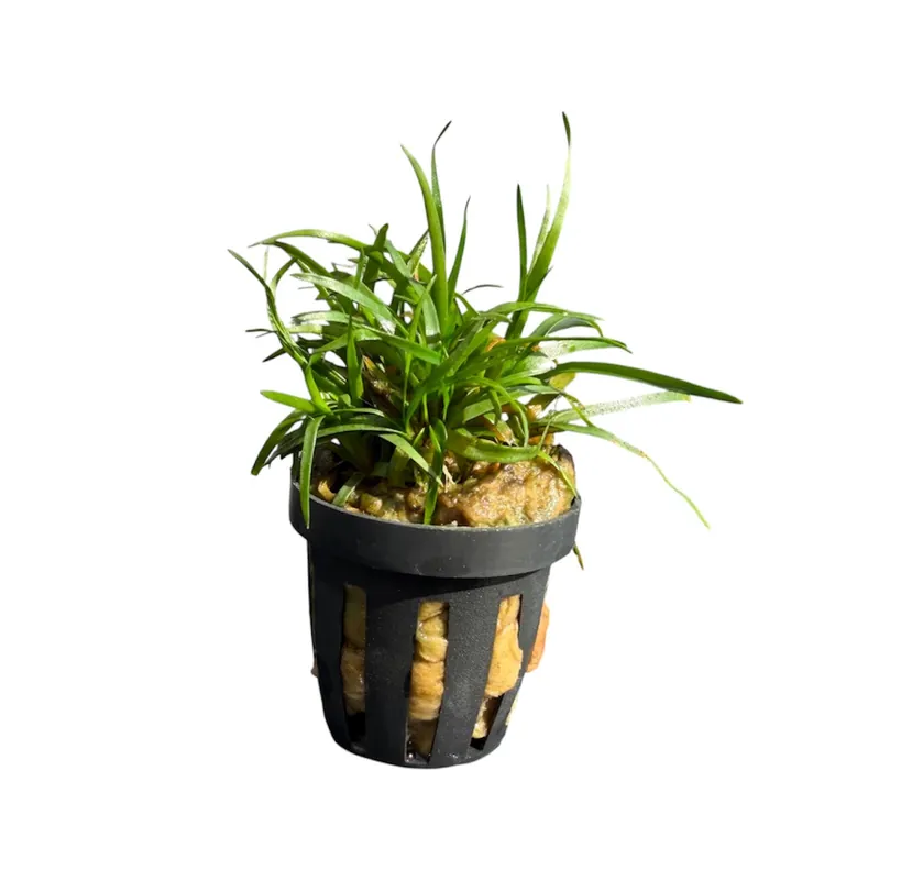 Eriocaulon Setaceum - Tropica