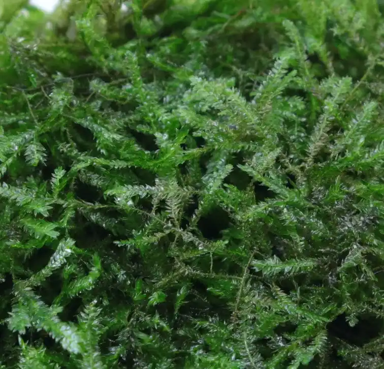 Erect Moss - Tropica