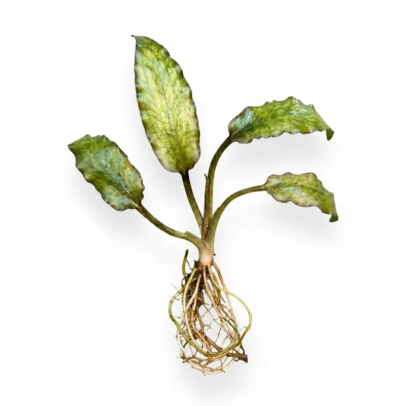 Cryptocoryne Silver Queen - Cuboid Nature Aquarium