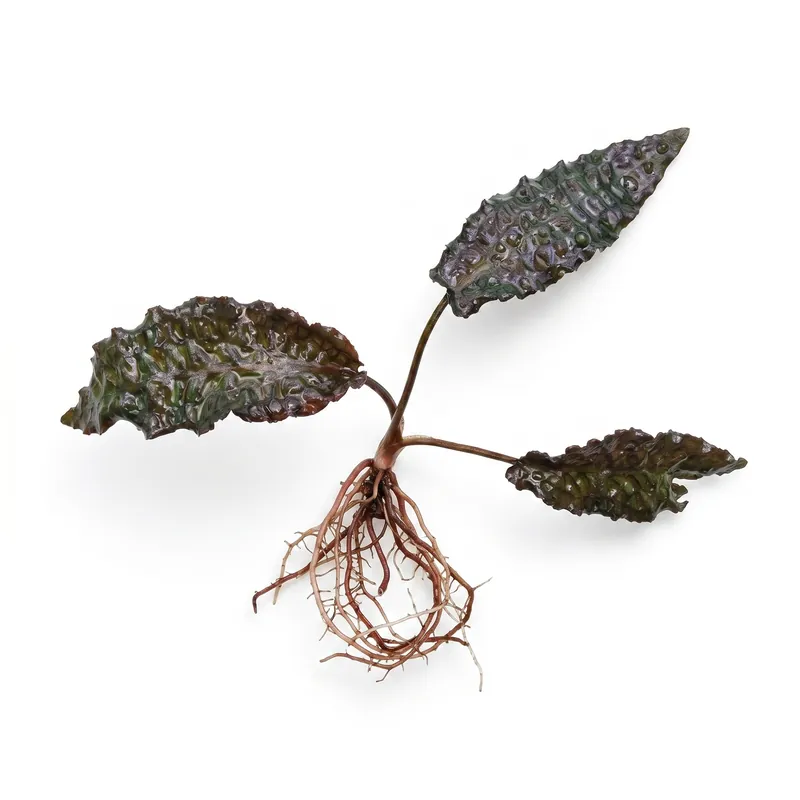 Cryptocoryne Keii - Cuboid Nature Aquarium
