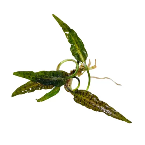 Cryptocoryne Eunoii - Cuboid Nature Aquarium