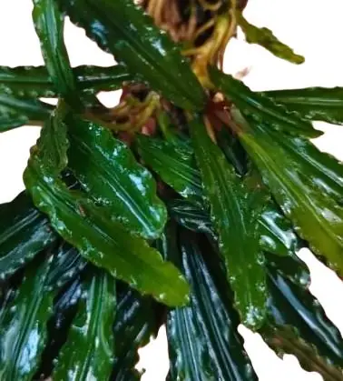 Bucephalandra Crocodile Land - WaterScape