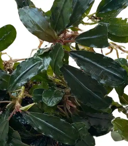 Bucephalandra Silver Powder - WaterScape