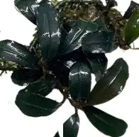 Bucephalandra Deep Blue - WaterScape
