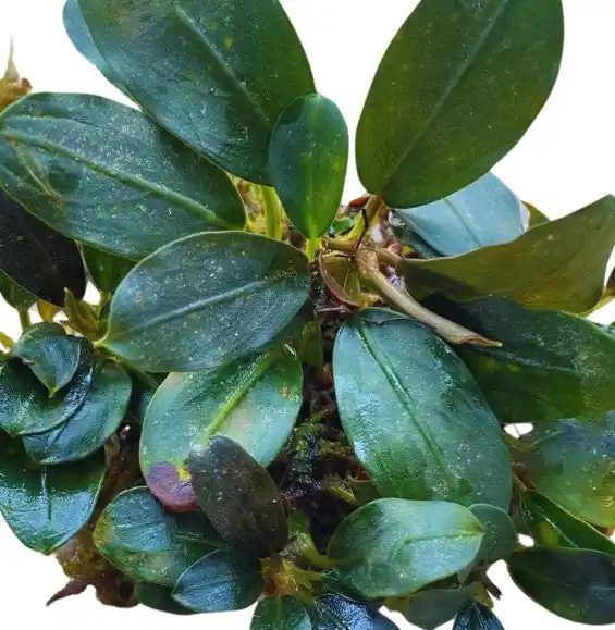 Bucephalandra Dark Emerald - WaterScape