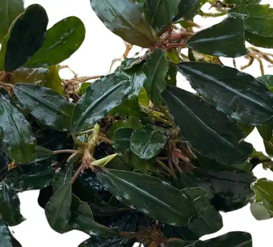 Bucephalandra Red Purple - WaterScape