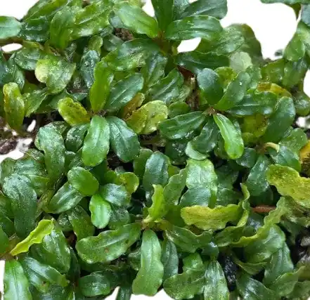 Bucephalandra Silver Aurora - WaterScape