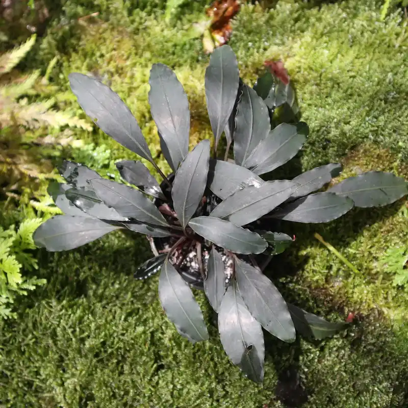 Bucephalandra Afika - WaterScape