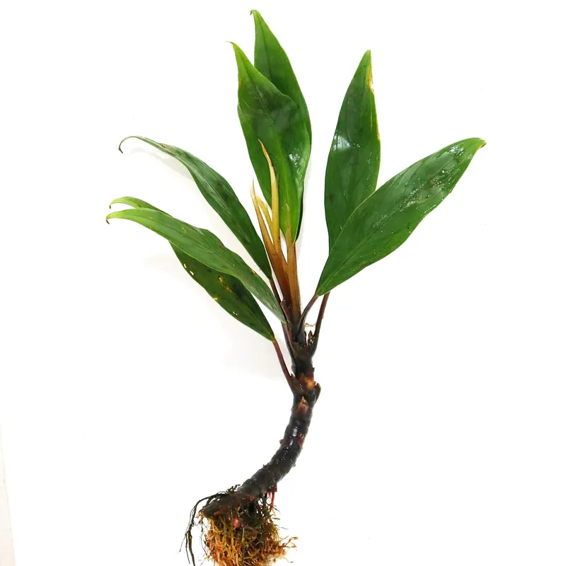 Bucephalandra Goliath - WaterScape