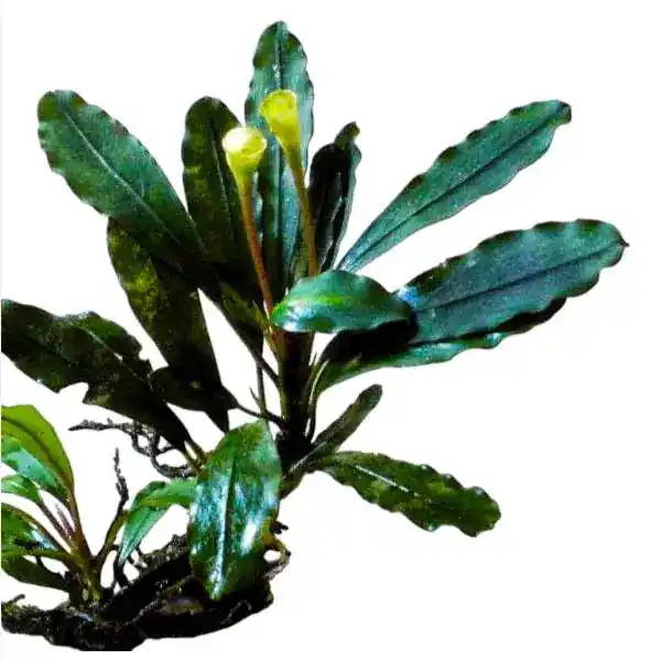 Bucephalandra Pubes 'Palm Tree' - WaterScape