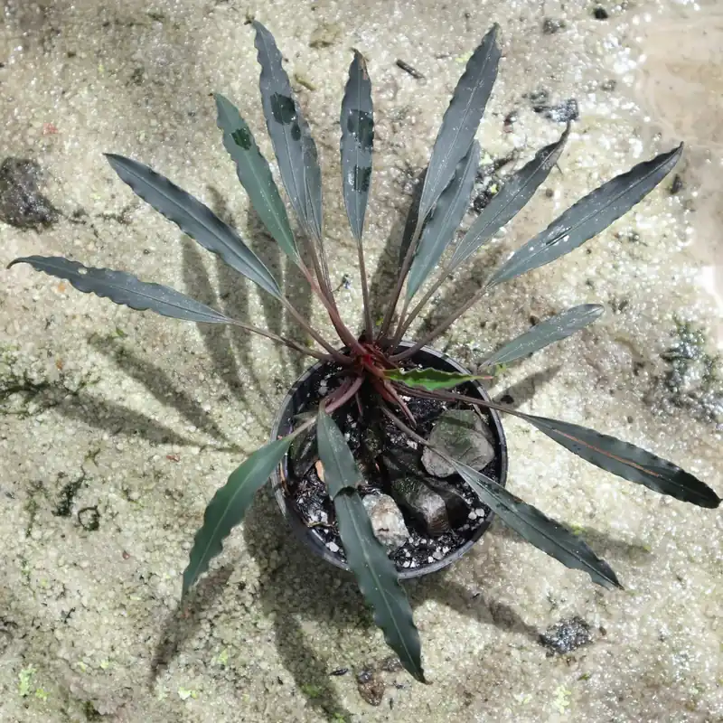 Bucephalandra Chimaera - WaterScape